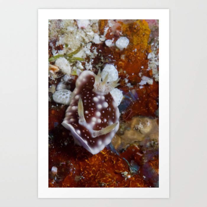 Mantle-raising Chromodoris (Goniobranchus geometricus) Art Print