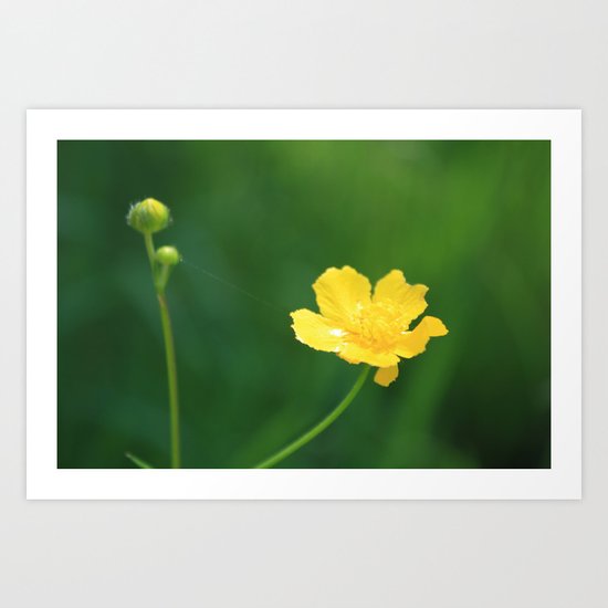 Swamp Buttercup Wildflower Art Print