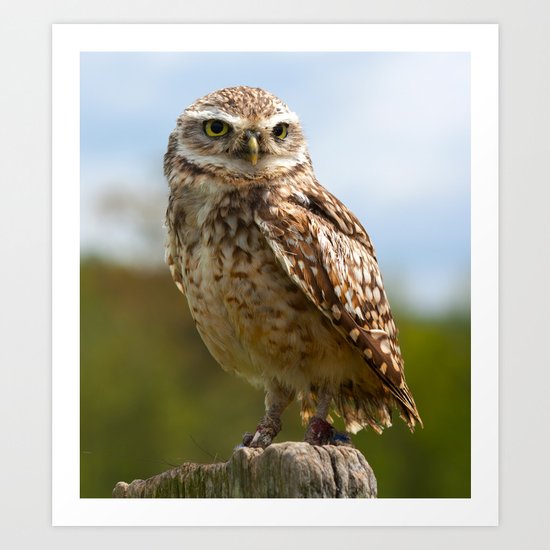 The Burrowing Owl Art Print