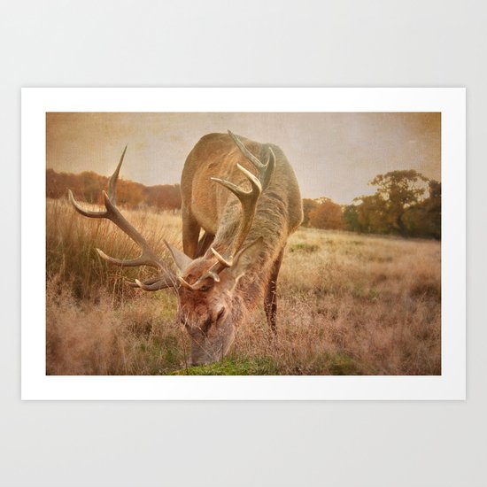 Deer II Art Print