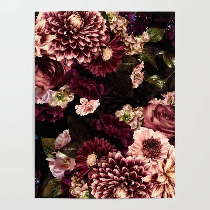 Vintage & Shabby Chic- Real Chrysanthemums Lush Midnight Flowers Botanical Garden Poster