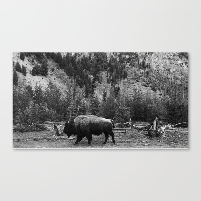 Bison Roaming in Black & White Canvas Print