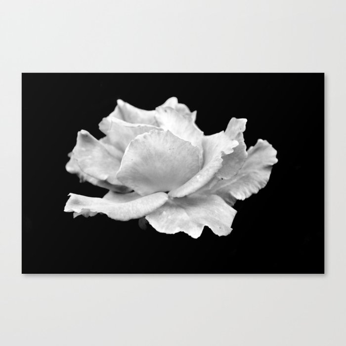 White Rose On Black Canvas Print