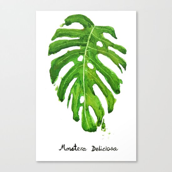 Monstera Deliciosa Canvas Print