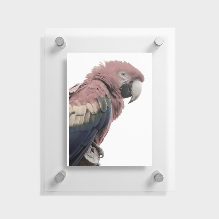 Red Parrot Floating Acrylic Print