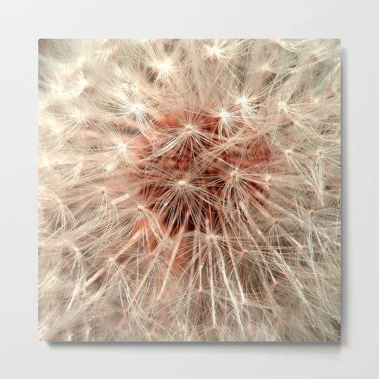 dandelion macro XI Metal Print
