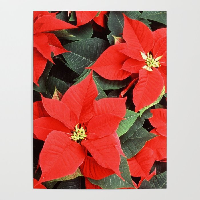 A beautiful red flower for christmas new arrivals
