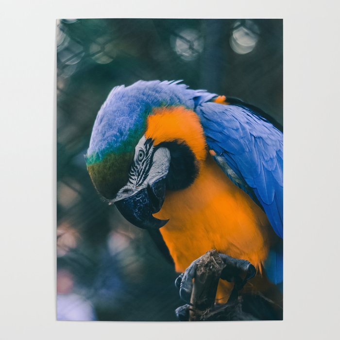 Brazil Photography - Blue And Yellow Macaw Parrot Poster