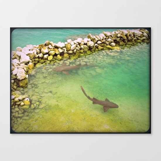 Sharks Canvas Print