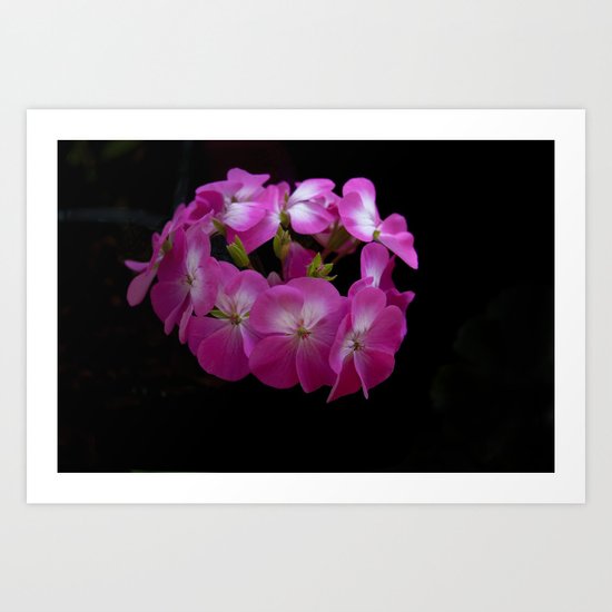Pink Pelargonium Art Print