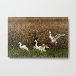 Egret Landing Metal Print | Photo, Oregon, Wild, Egret, Commonegret, Egrets, Largeegret, Greategret, Malheur, Landscape 