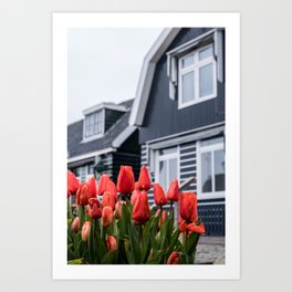 Tulips volendam Art Print