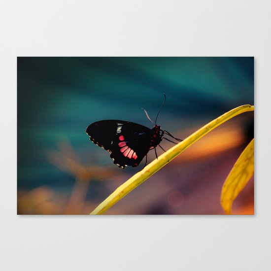 Butterfly#2 Canvas Print