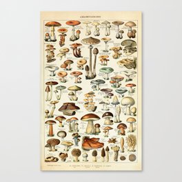 Vintage Mushroom & Fungi Chart by Adolphe Millot Canvas Print