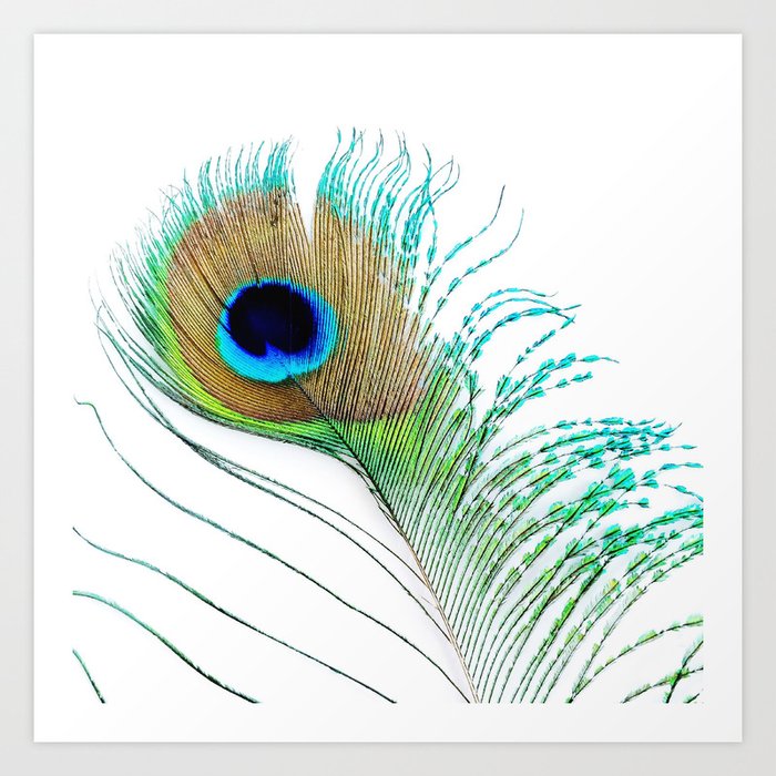 Peacock Tail Feathers Wallpaper Mural