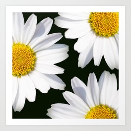 Hello Daisies! White Flowers Black Background #decor #society6 #buyart Art Print