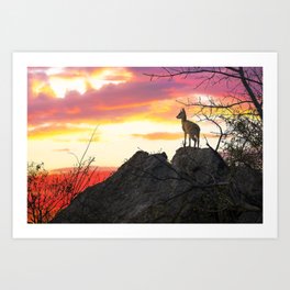 Steenbok at sunset in Kruger National Park Art Print | Ungulate, Mammal, Wildlife, Habitat, Ruminant, Species, Nationalpark, Wild, Photo, Steenbok 