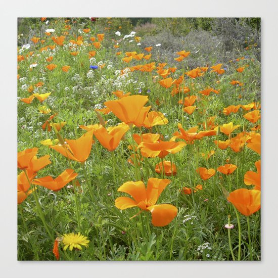 california poppy VIII Canvas Print