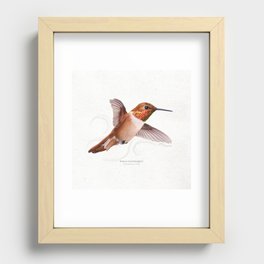 Rufous Hummingbird scientific illustration art print Recessed Framed Print