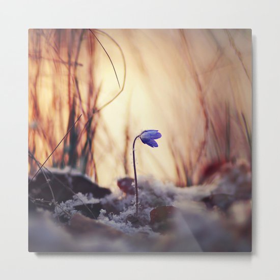 When evening comes Metal Print