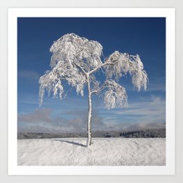 New Zealand Photography - Thin Tree Covered In Snow Art Print