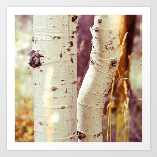Aspen Trees Art Print