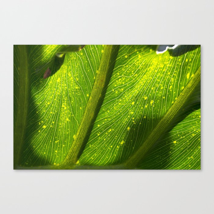 Spotted Leaf Canvas Print