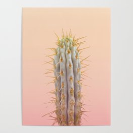 blue cactus with pink background sunset Poster