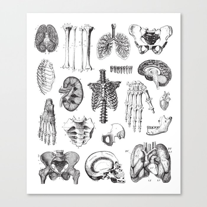 Human Anatomy Canvas Print