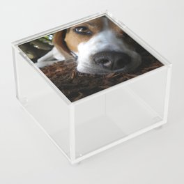 Sleepy Dog Acrylic Box