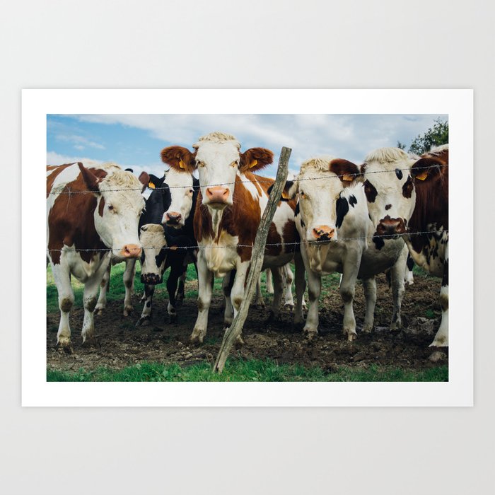 The Girls - Herd of Cows - Animal Farm Photo - Barn Photography Art Print