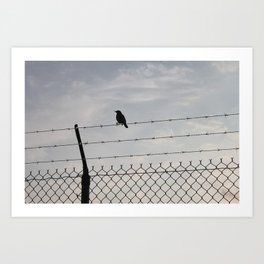 Single Black Bird on a Barbed Wire Fence Art Print