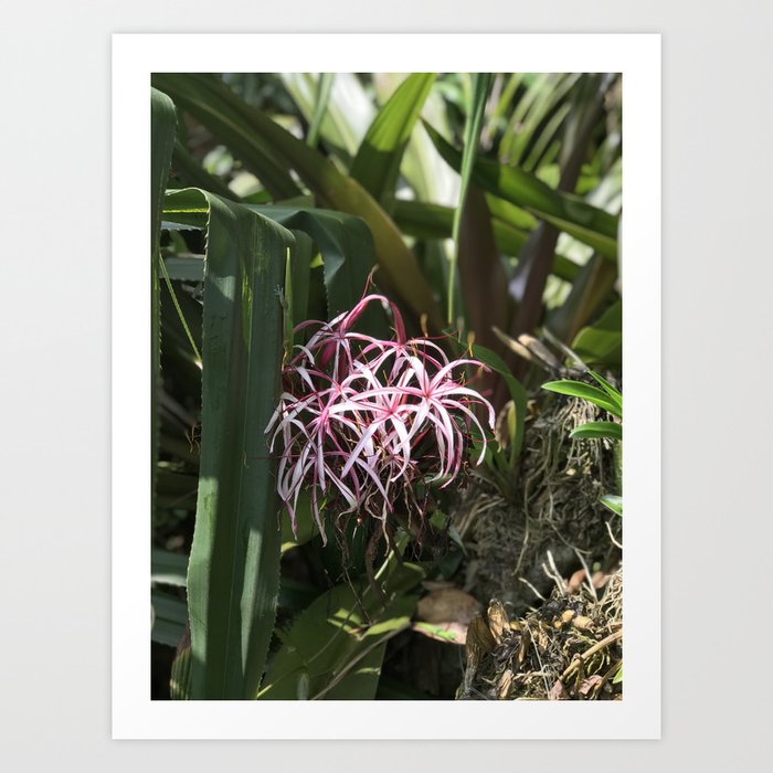 Tropical Spider Orchid Art Print