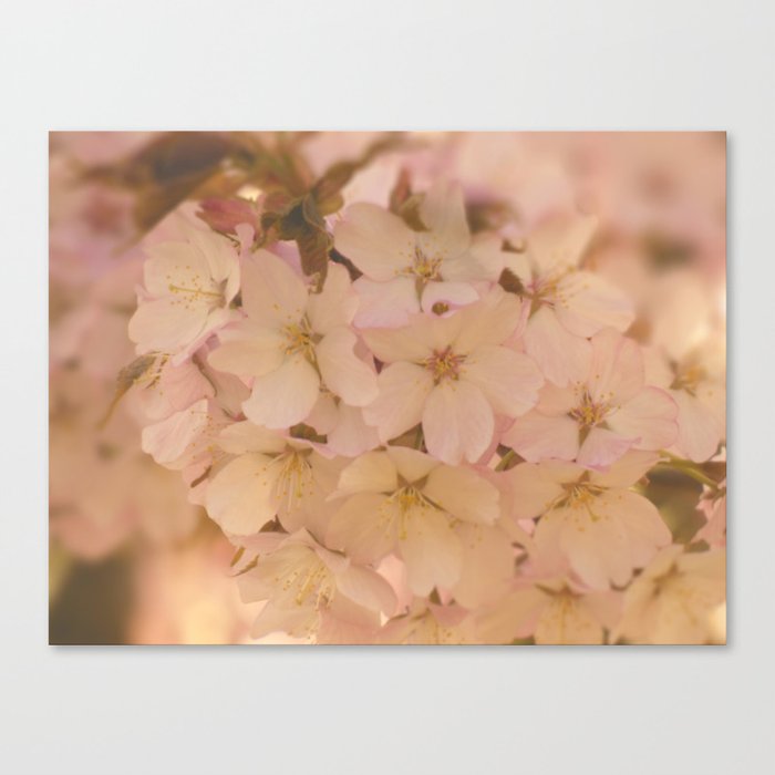 Scottish Highlands Spring Cherry Blossom Canvas Print