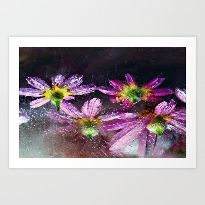Coreopsis in Ice Art Print