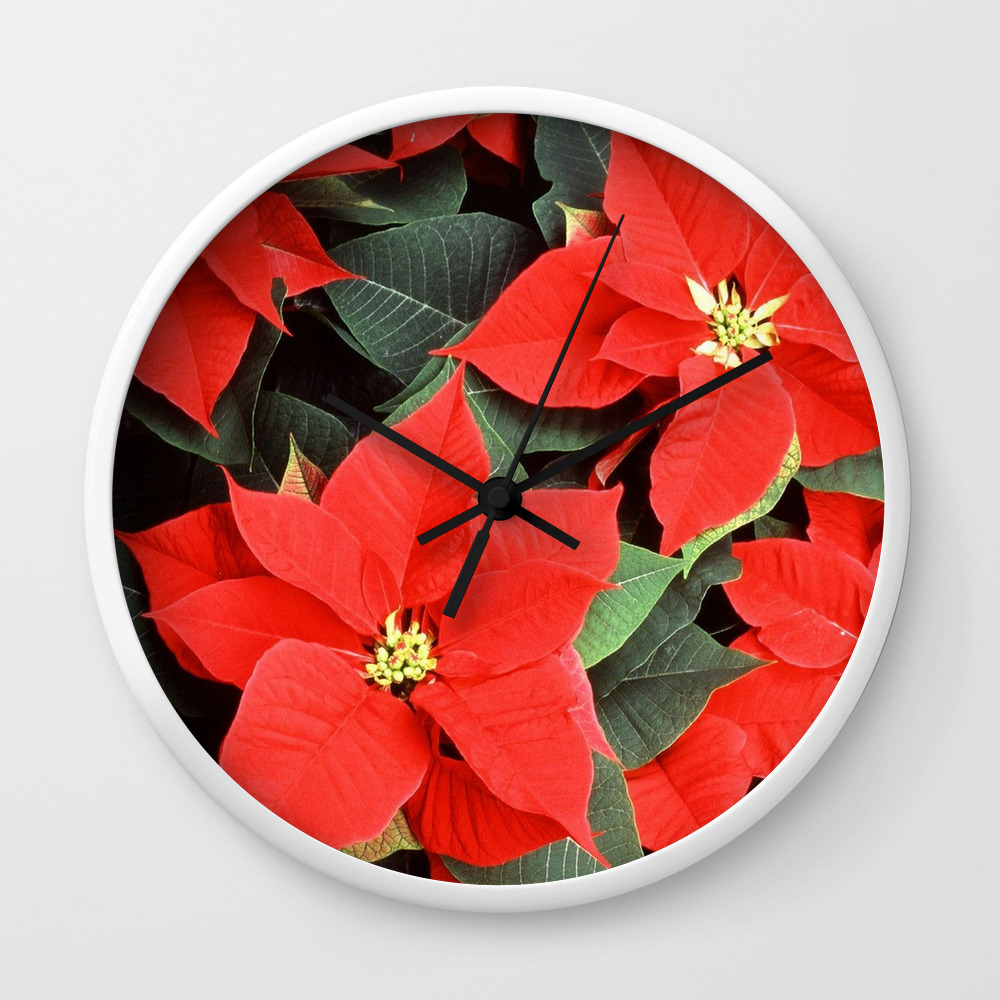 a beautiful red flower for christmas