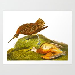 Curlew Art Prints For Any Decor Style Society6
