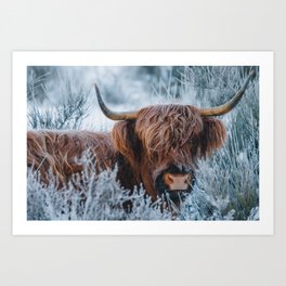 Snowy Scottish Highland Cow | Animal Photography Art Print