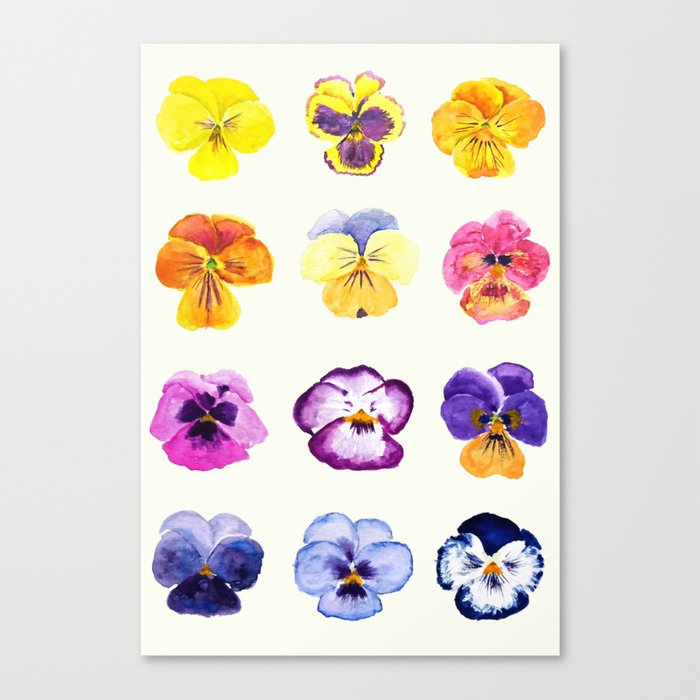 colorful pansies watercolor painting Canvas Print
