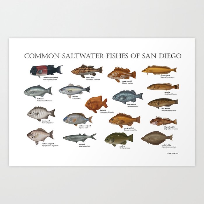 Sea Fish Types Of Saltwater poster canvas