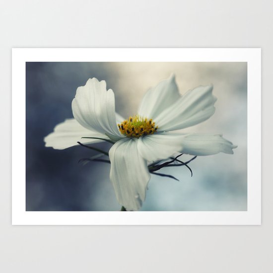 Cosmea Art Print