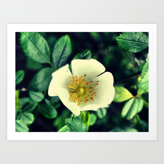 White Flower Art Print