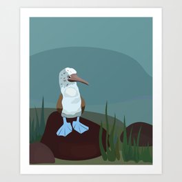 Blue-footed Booby in the wild. Art Print
