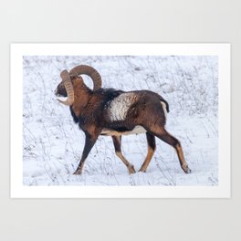 Mouflon Male in Winter Wild nature (ovis musimon) Art Print