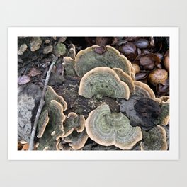 Turkey Tail Mushroom Art Print | Mushroom, Turkey, Autumn, Outdoors, Nature, Fall, Vibe, Photo 