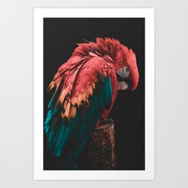 Bashful Beauty - Beautiful Colorful Red Parrot photography by Ingrid Beddoes Art Print