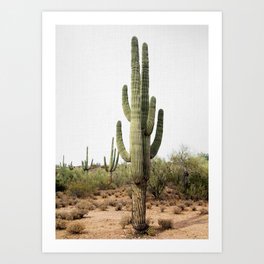 Arizona's Cactus Art Print
