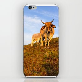 Mama and Baby Cows Stare iPhone Skin