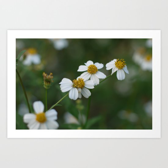 daisy Art Print