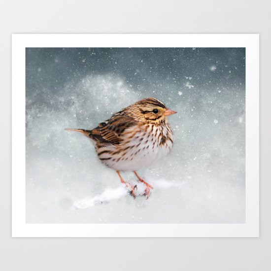 Snow Sparrow Art Print